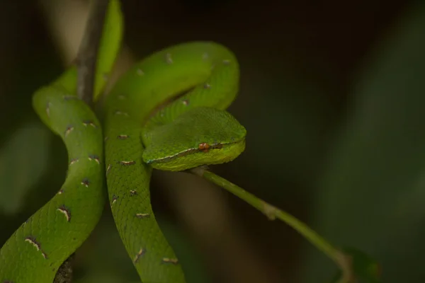 Python Vert Morelia Viridis Sur Arbre — Photo
