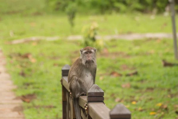 Proboscis Monkey Borneo — Stock Photo, Image