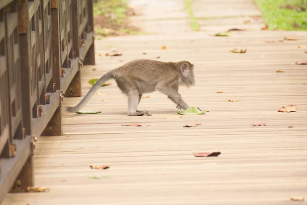 Proboscis Monkey Borneo — Stock Photo, Image