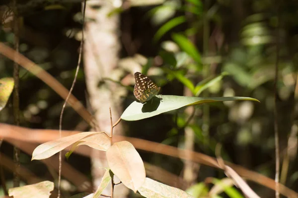 Mariposa Una Hoja — Foto de Stock