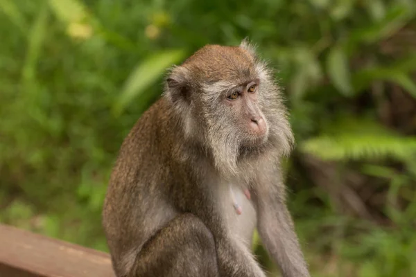 Proboscis Monkey Borneo — Stock Photo, Image