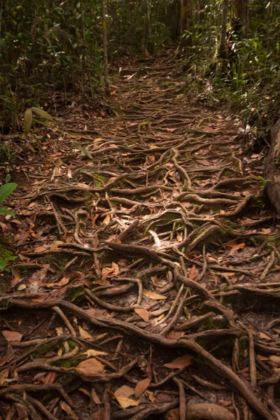 Tree Forest — Stock Photo, Image