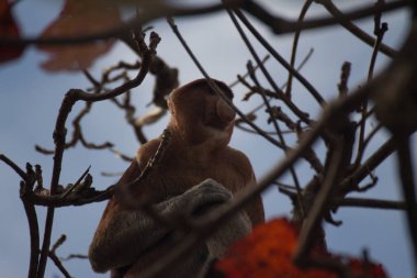 Hortum maymun on ağacının, borneo, Malezya