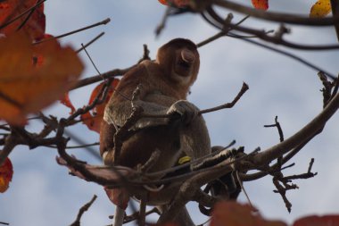 Hortum maymun on ağacının, borneo, Malezya