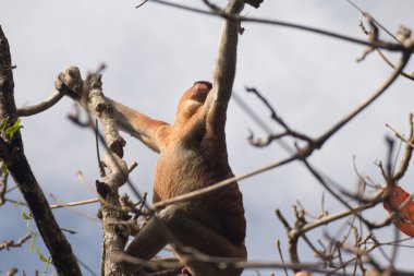 Hortum maymun on ağacının, borneo, Malezya