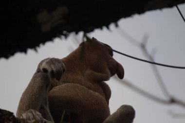 Hortum maymun on ağacının, borneo, Malezya