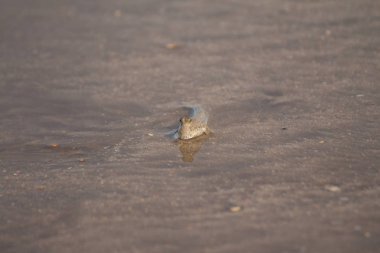 Nehir suyundaki balıklar