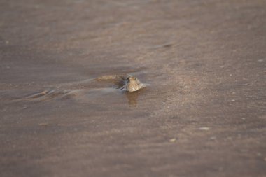 Nehir suyundaki balıklar