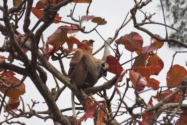 Proboscis Singe Sur Arbre Bornéo Malaisie — Photo