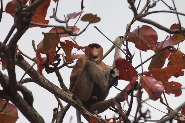 Macaco Probóscide Uma Árvore Bornéu Malásia — Fotografia de Stock