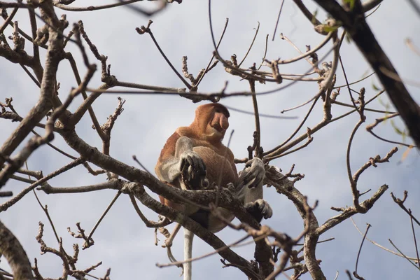 Proboscis Singe Sur Arbre Bornéo Malaisie — Photo