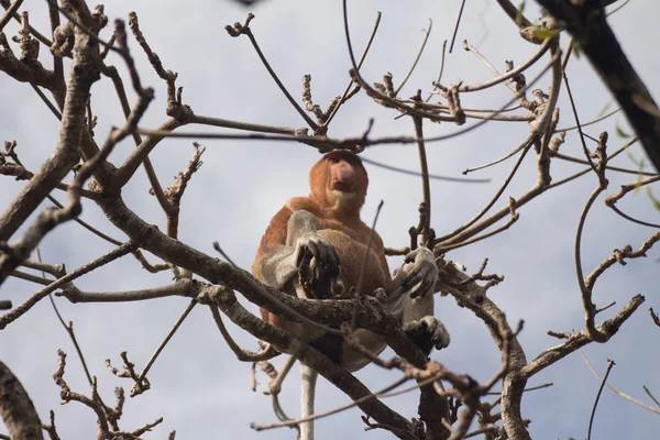 Macaco Probóscide Uma Árvore Bornéu Malásia — Fotografia de Stock