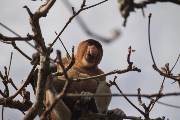 Proboscis Singe Sur Arbre Bornéo Malaisie — Photo