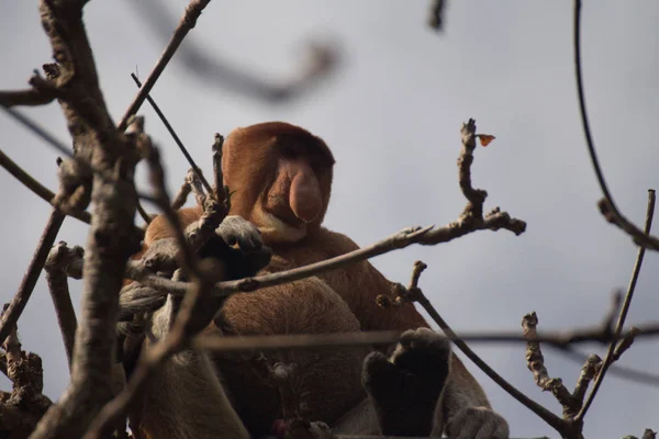 Borneói Nagyorrúmajom Egy Borneo Malajzia — Stock Fotó