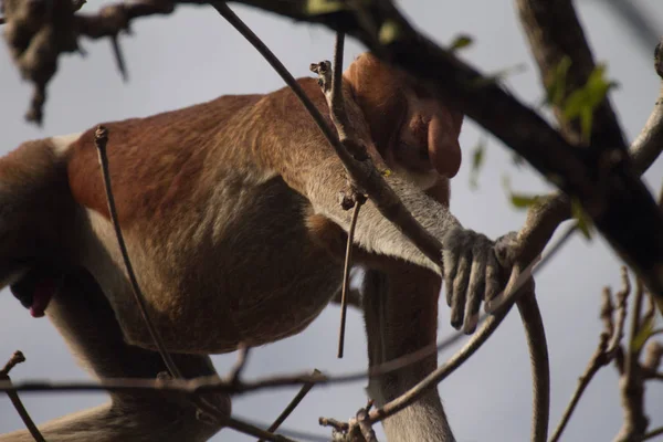 Borneói Nagyorrúmajom Egy Borneo Malajzia — Stock Fotó