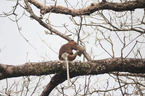 Proboscis Monkey Tree Borneo Malaysia — Stock Photo, Image