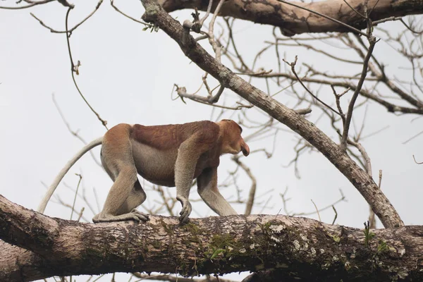 Proboscis Monkey Tree Borneo Malaysia — Stock Photo, Image