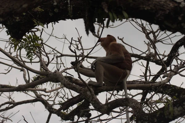 Borneói Nagyorrúmajom Egy Borneo Malajzia — Stock Fotó