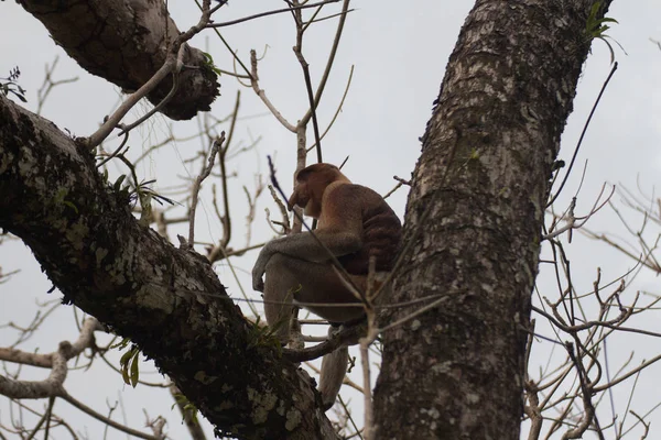 Proboscis Singe Sur Arbre Bornéo Malaisie — Photo