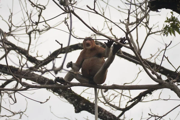 Προβοσκίδα Monkey Ένα Δέντρο Μπόρνεο Μαλαισία — Φωτογραφία Αρχείου