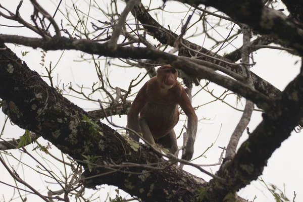 Mono Probóscis Árbol Borneo Malasia — Foto de Stock