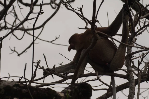 Proboscis Singe Sur Arbre Bornéo Malaisie — Photo