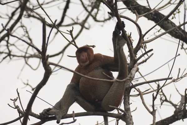 Borneói Nagyorrúmajom Egy Borneo Malajzia — Stock Fotó