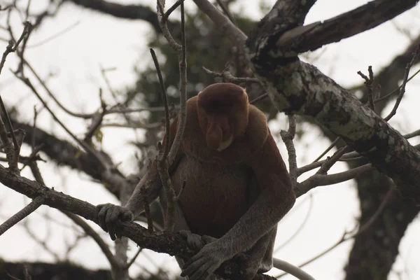 Neusaap Een Boom Borneo Maleisië — Stockfoto