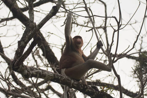 Macaco Probóscide Uma Árvore Bornéu Malásia — Fotografia de Stock