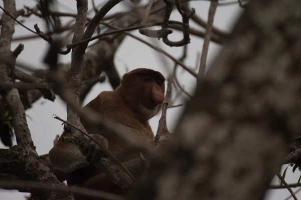 Proboscis Singe Sur Arbre Bornéo Malaisie — Photo