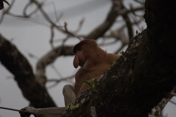 Proboscis Monkey Tree Borneo Malaysia — Stock Photo, Image