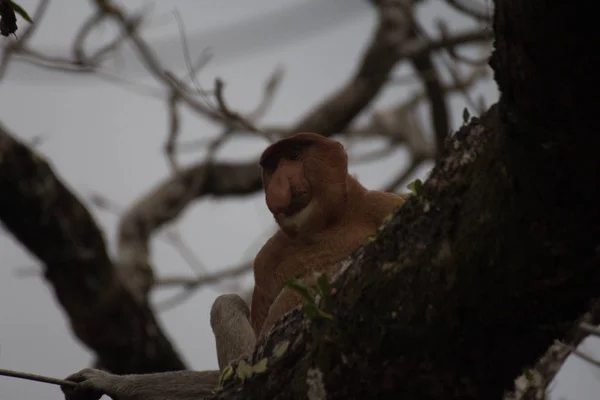 Proboscis Monkey Tree Borneo Malaysia — Stock Photo, Image