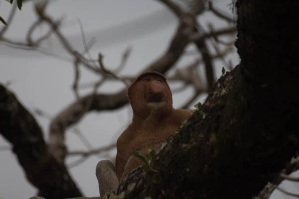Hortum Maymun Ağacının Borneo Malezya — Stok fotoğraf