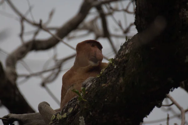 Neusaap Een Boom Borneo Maleisië — Stockfoto