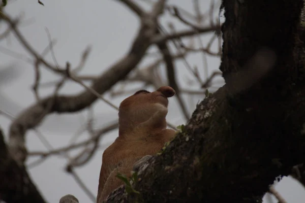 Rüssel Affe Auf Einem Baum Borneo Malaysia — Stockfoto