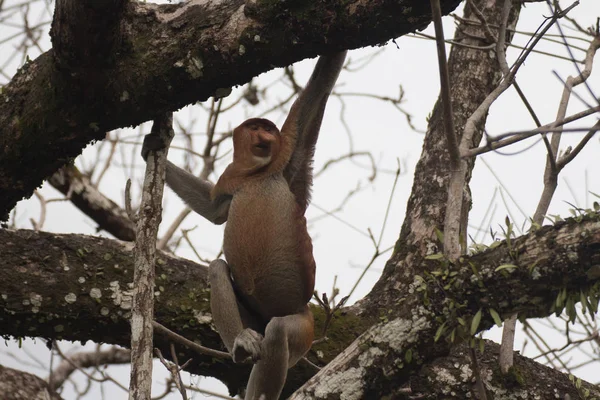 Rüssel Affe Auf Einem Baum Borneo Malaysia — Stockfoto