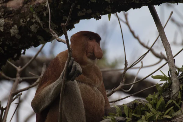 Borneói Nagyorrúmajom Egy Borneo Malajzia — Stock Fotó