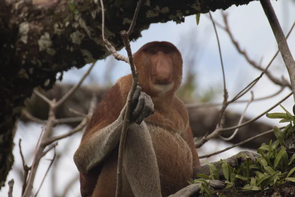 Proboscis Monkey Tree Borneo Malaysia — Stock Photo, Image