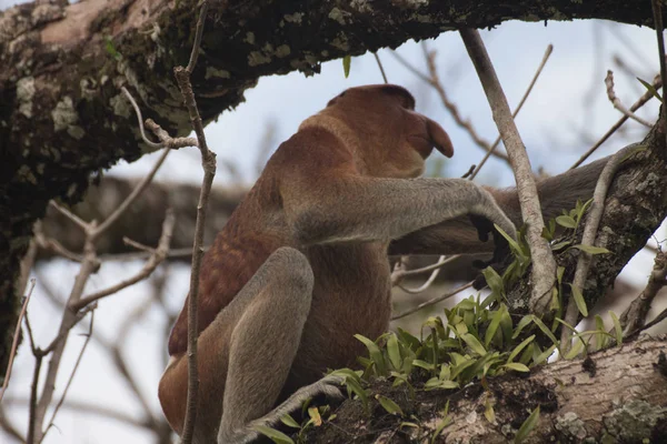 Mono Probóscis Árbol Borneo Malasia —  Fotos de Stock