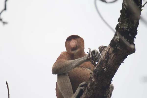 Mono Probóscis Árbol Borneo Malasia —  Fotos de Stock