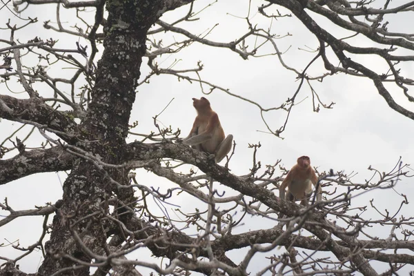 Proboscis Monkeys Tree Borneo Malaysia — Stock Photo, Image