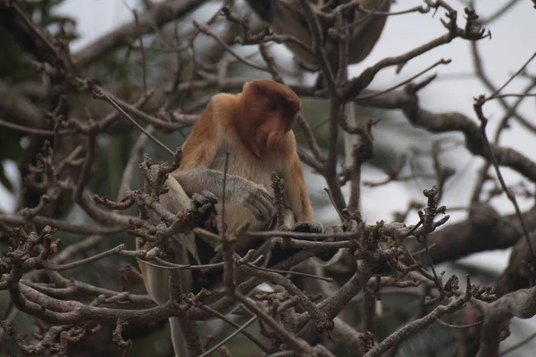 Proboscis Monkey Tree Borneo Malaysia — Stock Photo, Image