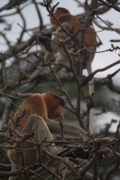 Proboscis Monkeys Tree Borneo Malaysia — Stock Photo, Image