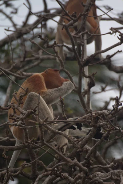 Proboscis Monkeys Tree Borneo Malaysia — Stock Photo, Image