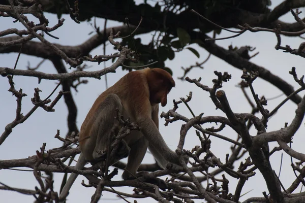 Borneói Nagyorrúmajom Egy Borneo Malajzia — Stock Fotó