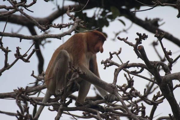 Proboscis Monkey Tree Borneo Malaysia — Stock Photo, Image