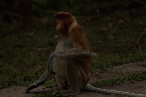 Proboscis Monkey Borneo Malaysia — Stock Photo, Image