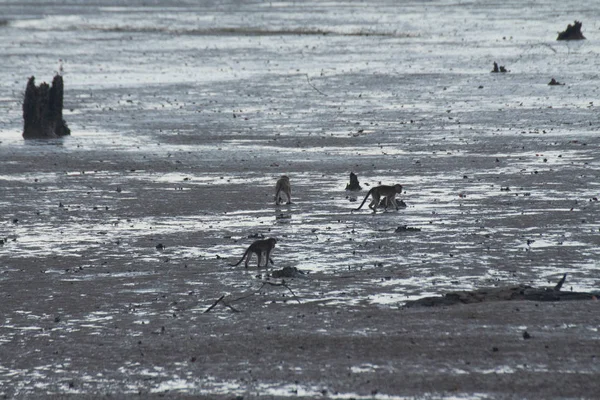 一群猴子在水里 — 图库照片