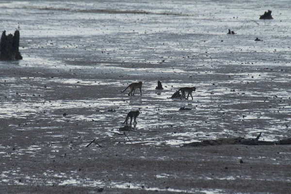 Gruppe Von Affen Wasser — Stockfoto