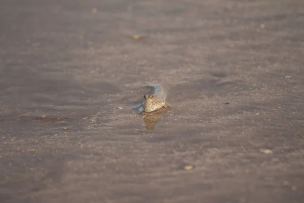 Fische Flusswasser — Stockfoto